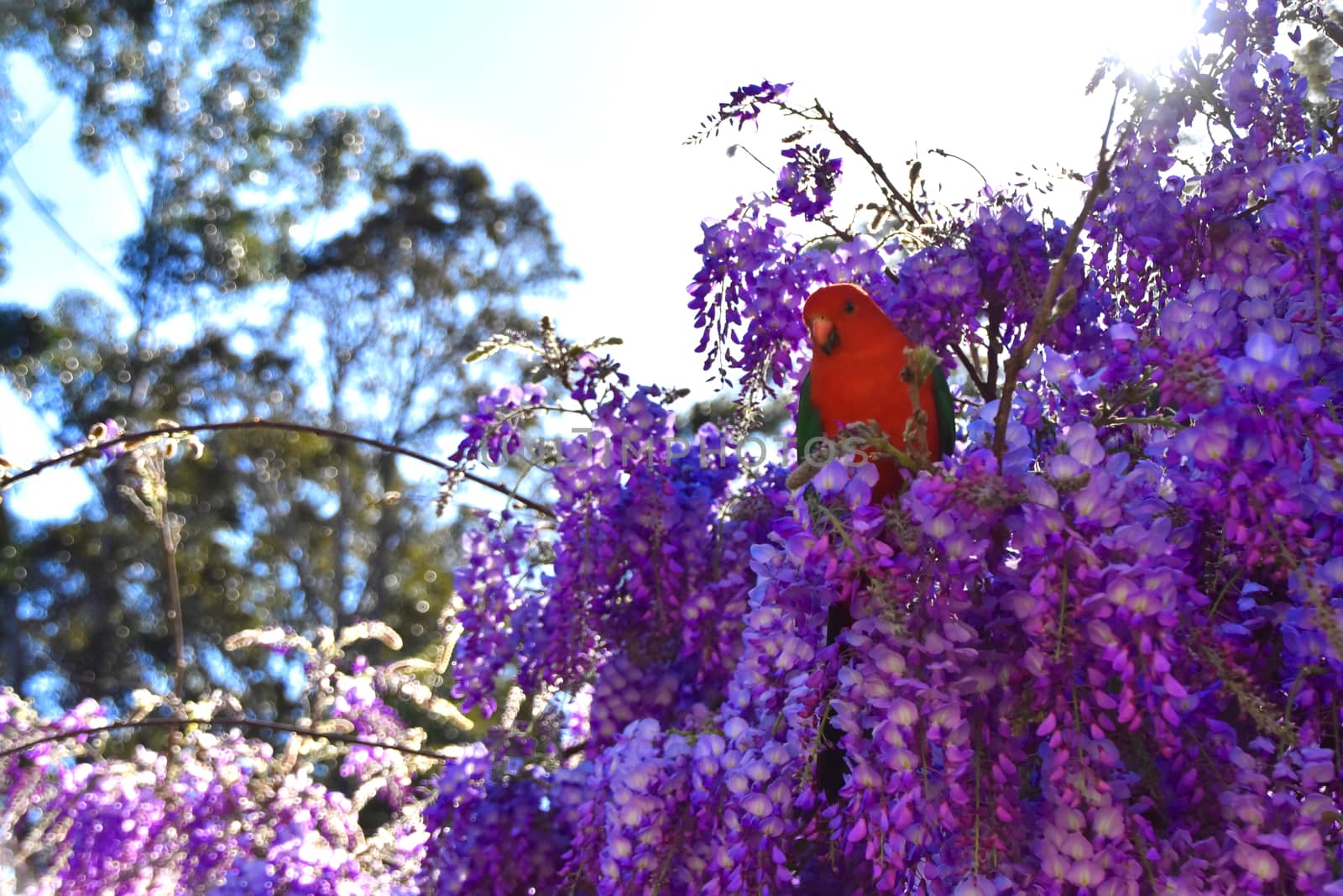 A male King Parrot sitting in a wisteria tree