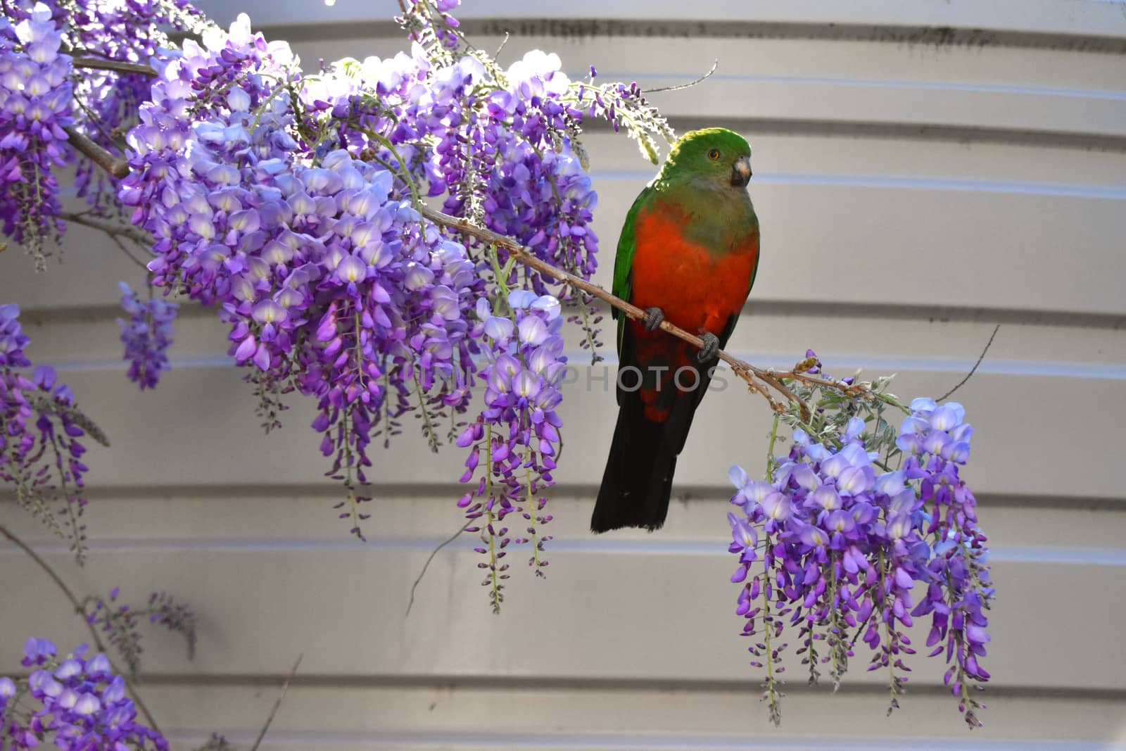 A female King Parrot sitting on a wisteria tree