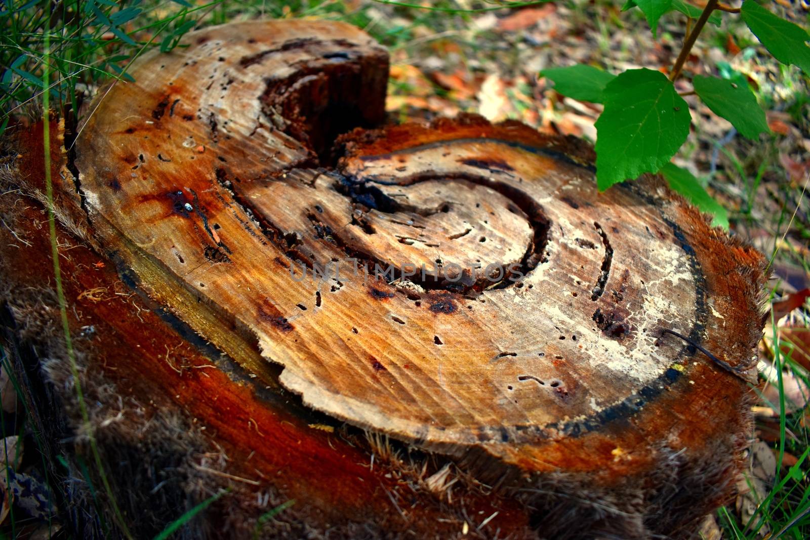 A tree stump in a curled pattern