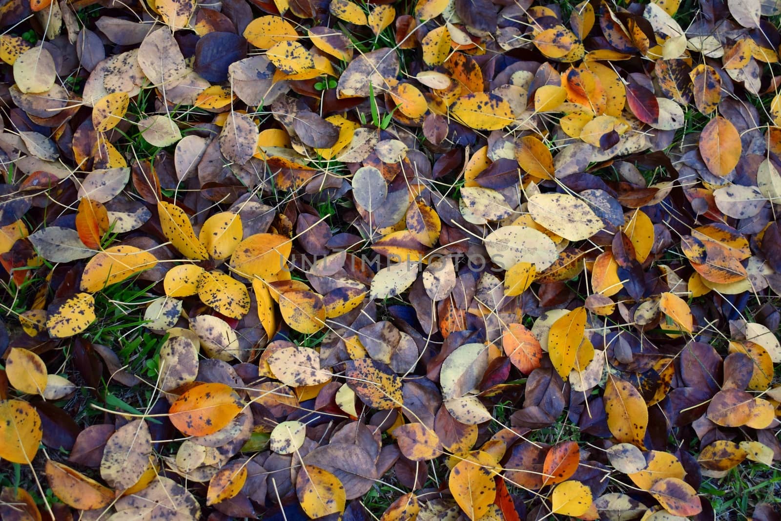 Autumn leaves on green grass