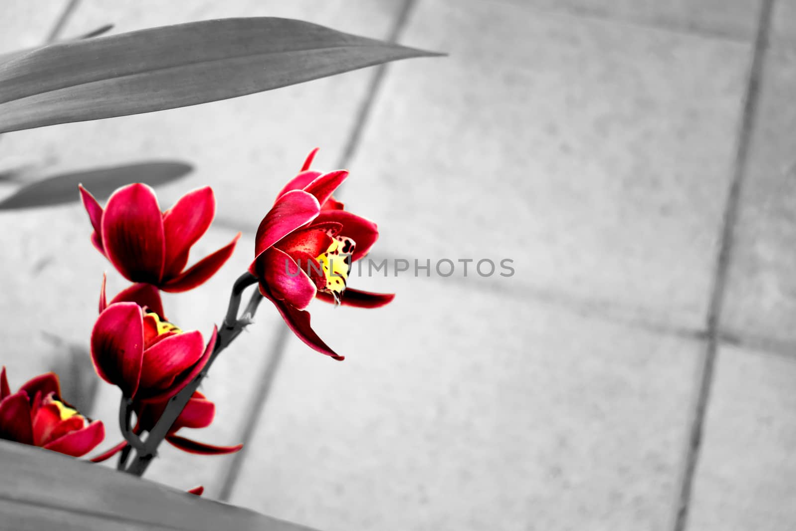 Beautiful hot pink orchids with a grayscale background