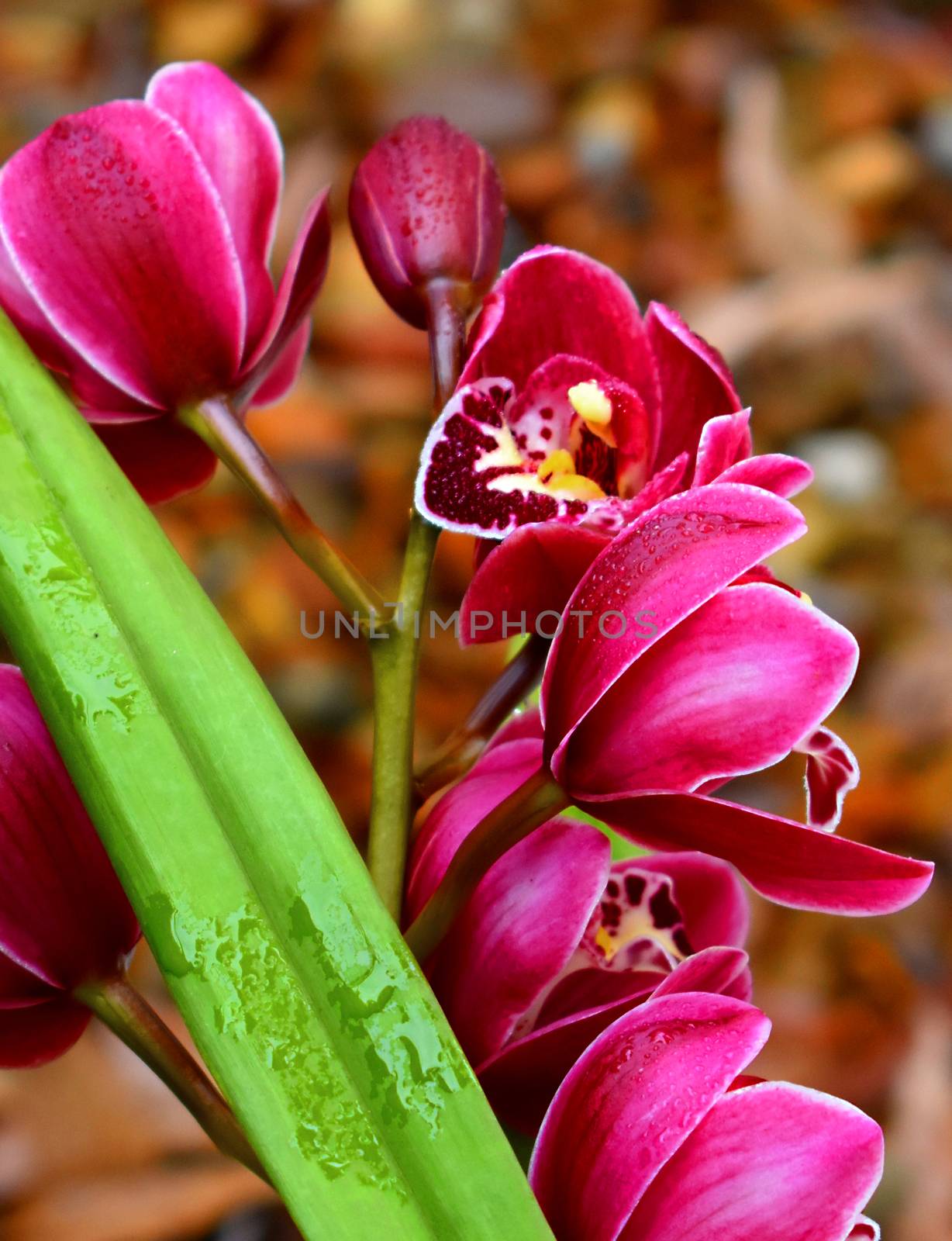 Beautiful hot pink orchids on mulch