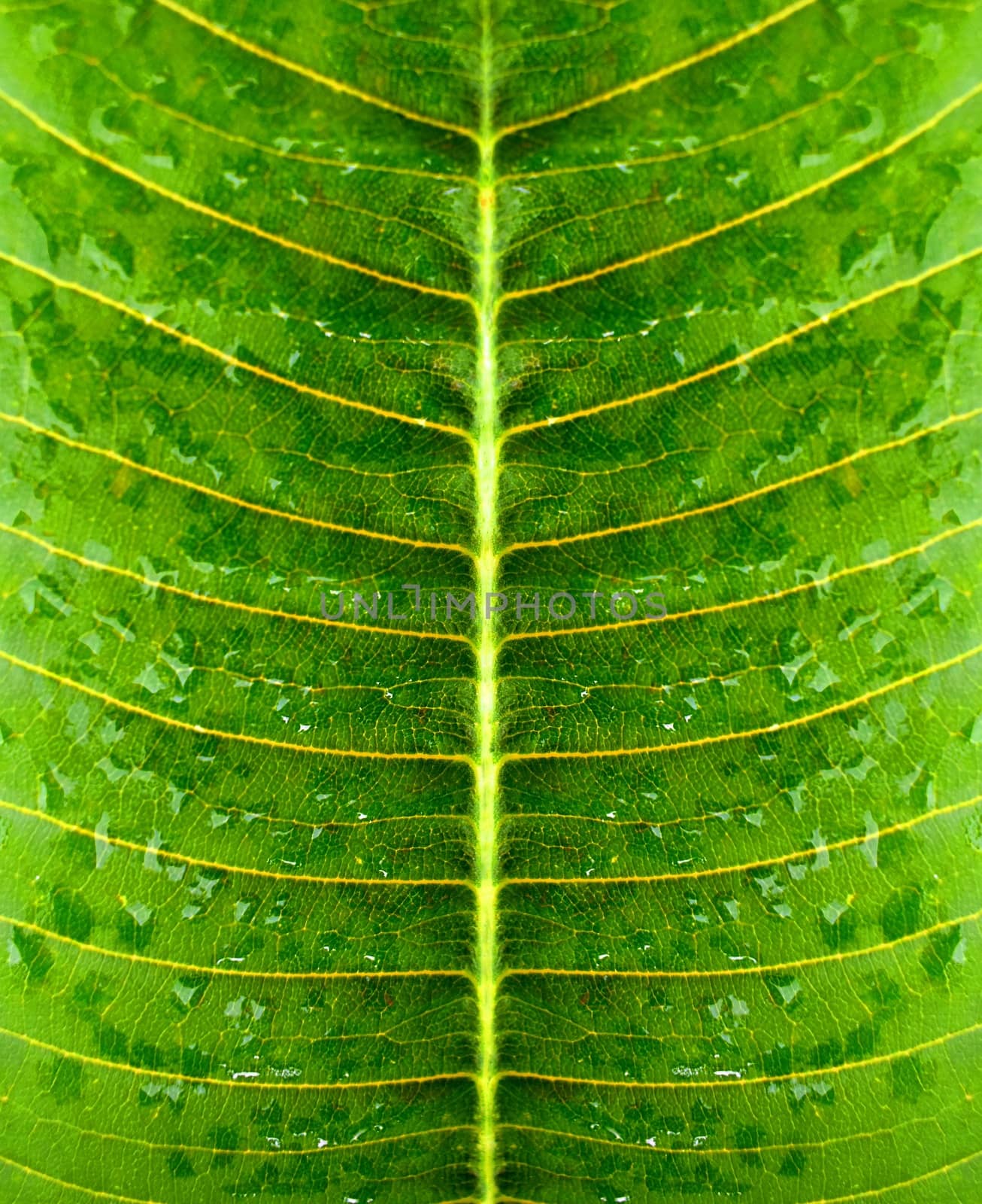 Water droplets on a ripe green leaf