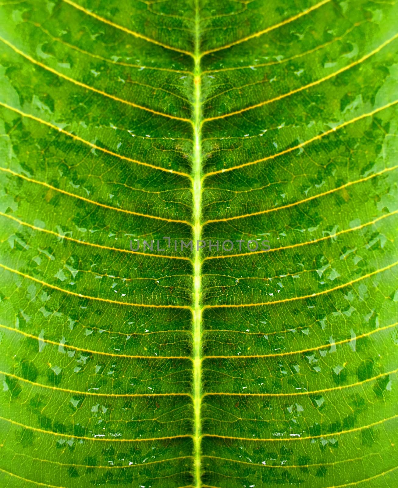 Water droplets on a ripe green leaf