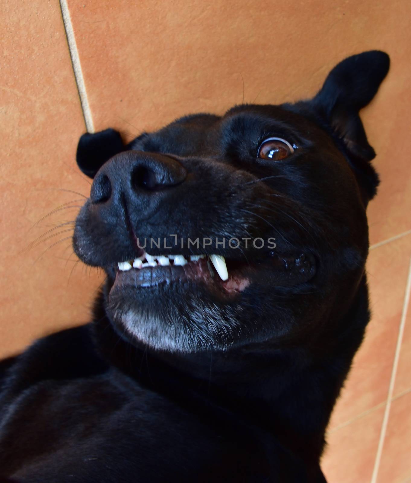 A black Labrador smiling while getting a well-deserved belly rub.