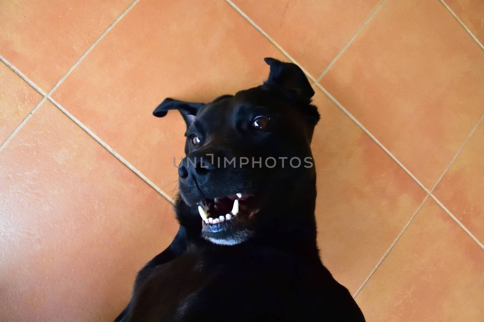 A black Labrador smiling while getting a well-deserved belly rub.