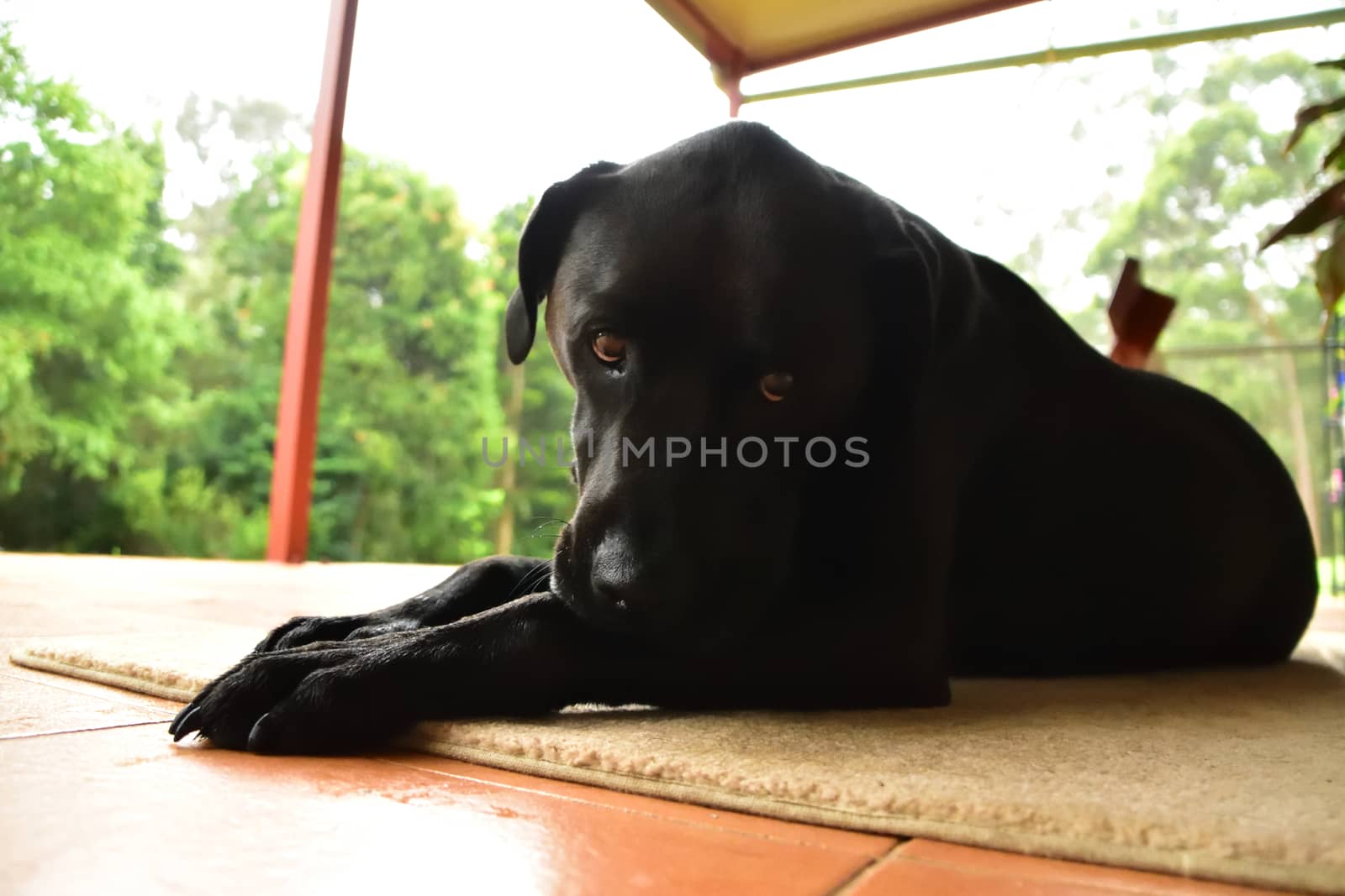 A sleepy black Labrador laying on his mat.