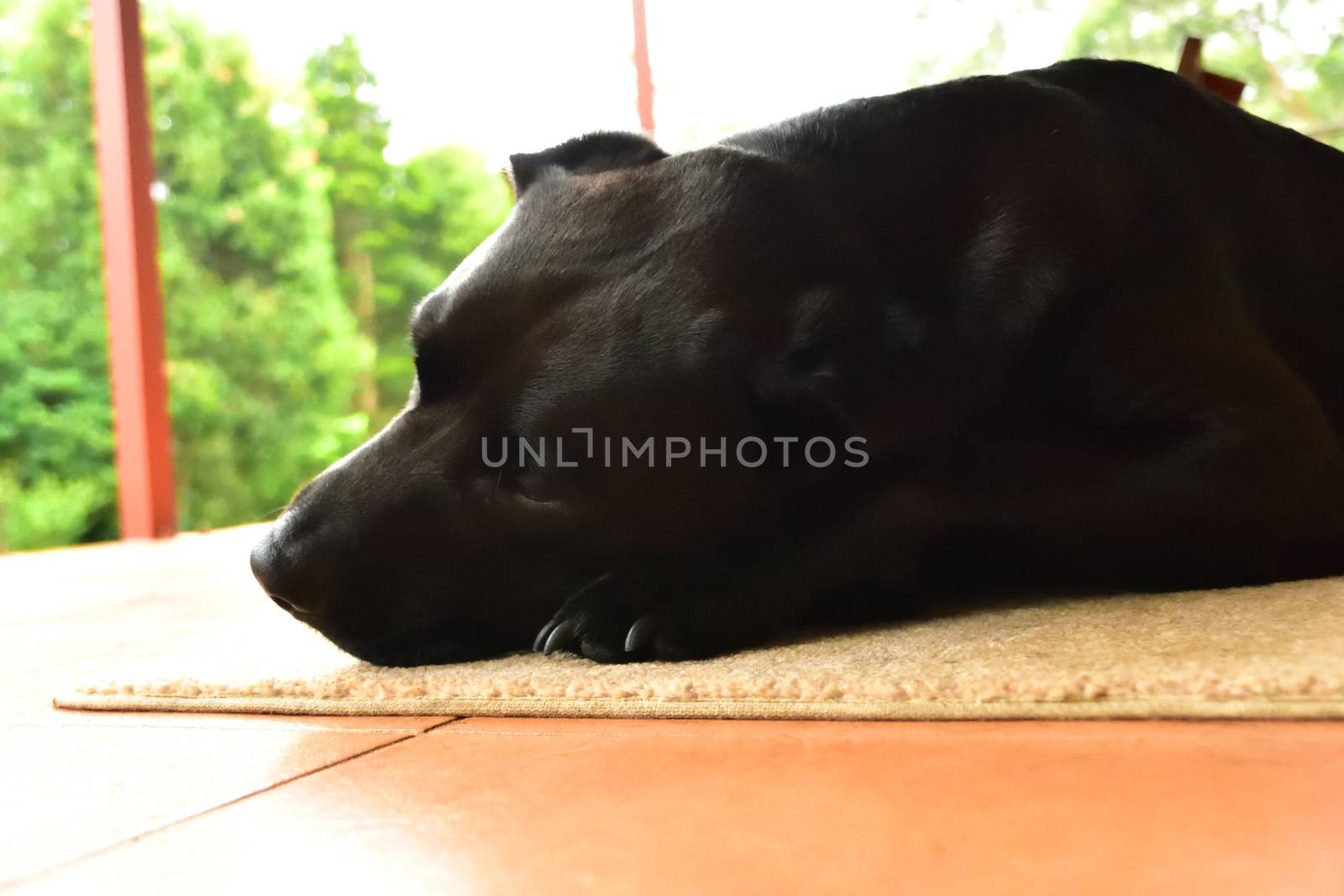 A black Labrador chewing an old tennis ball