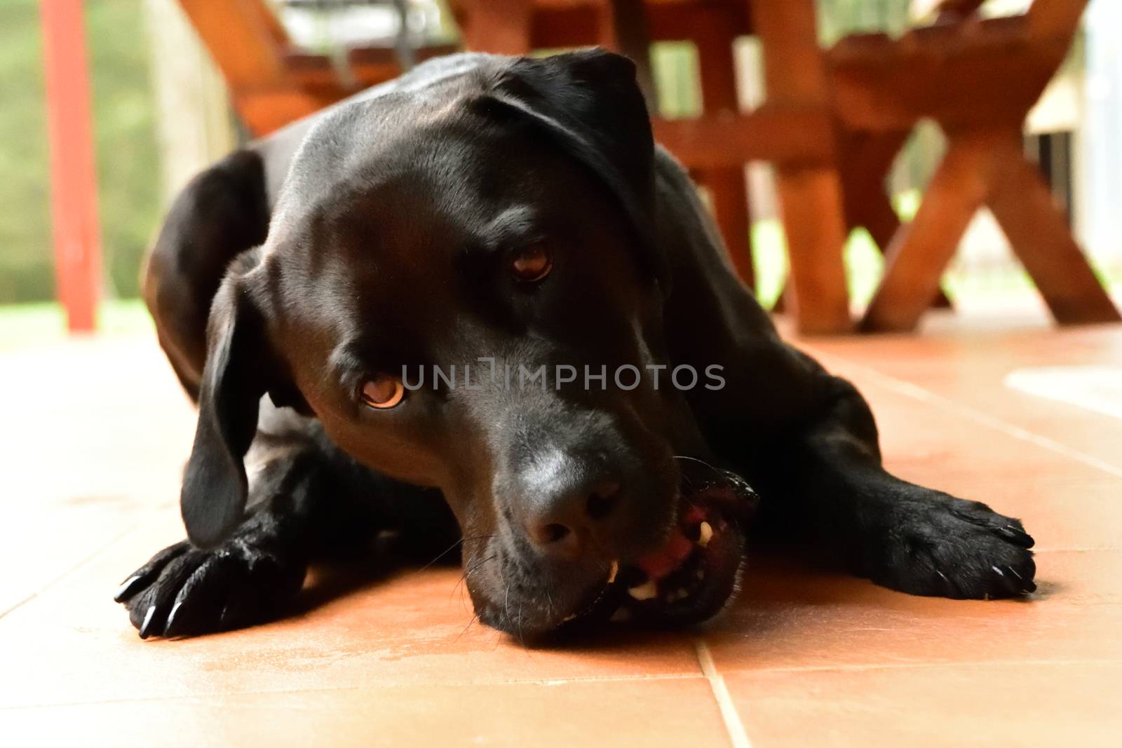 A black Labrador chewing an old tennis ball