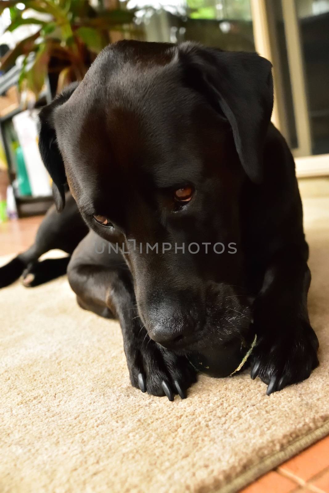 A black Labrador chewing an old tennis ball