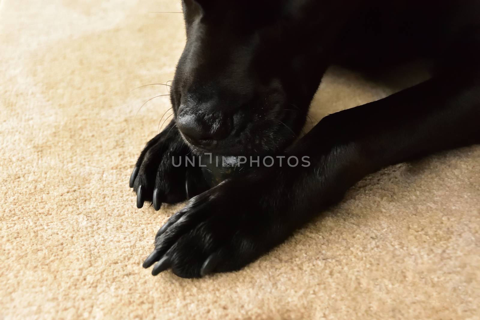 A black Labrador chewing an old tennis ball