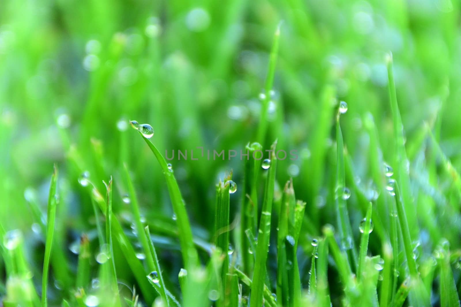 Water droplets on blades of grass in the early morning.