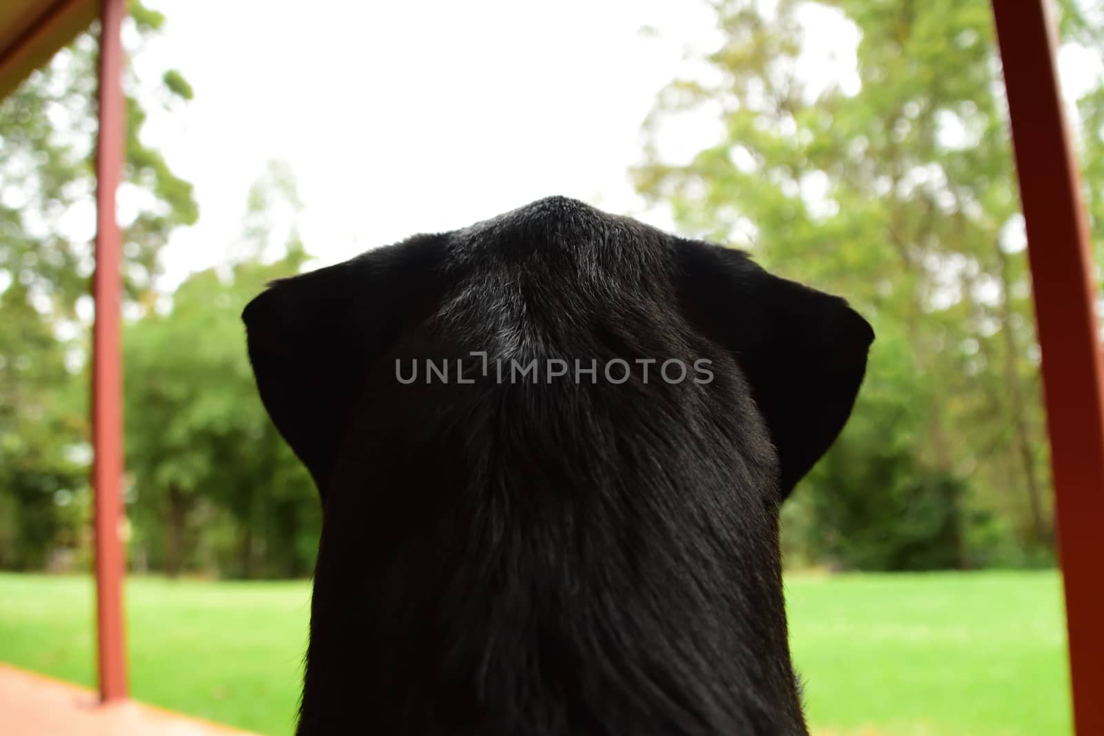 The behind view of a black Labrador sitting down, looking out at the world.