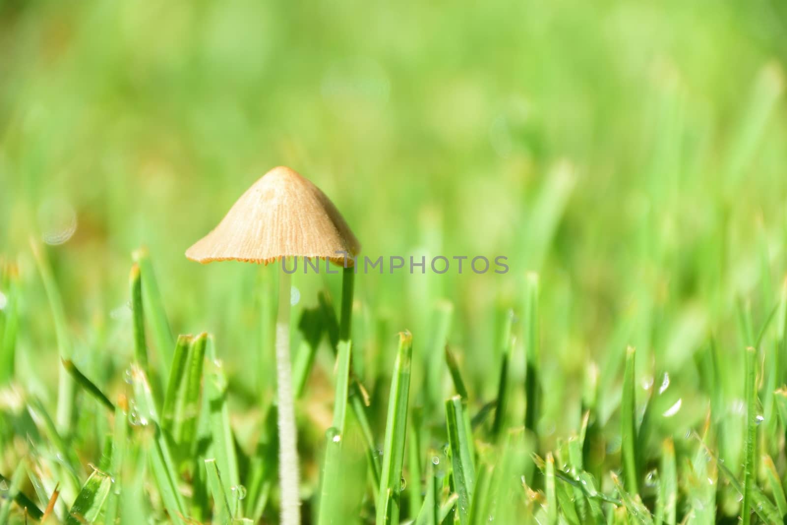 A small wild mushroom growing through grass.