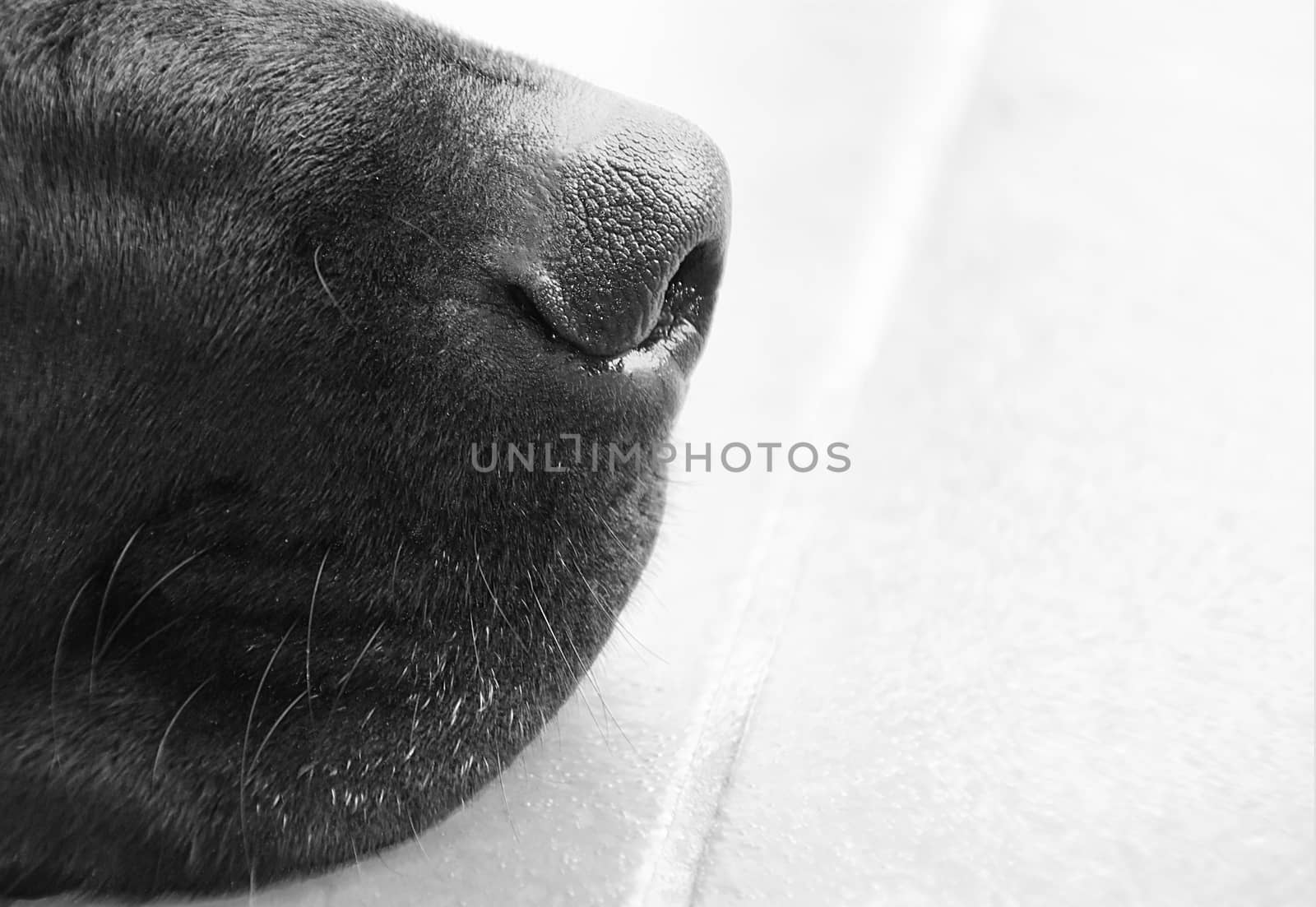 A close up of a black Labradors nose