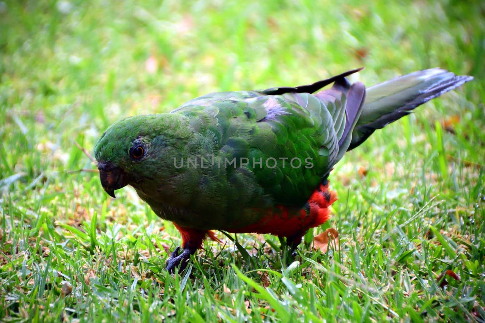 A female King Parrot standing on green grass