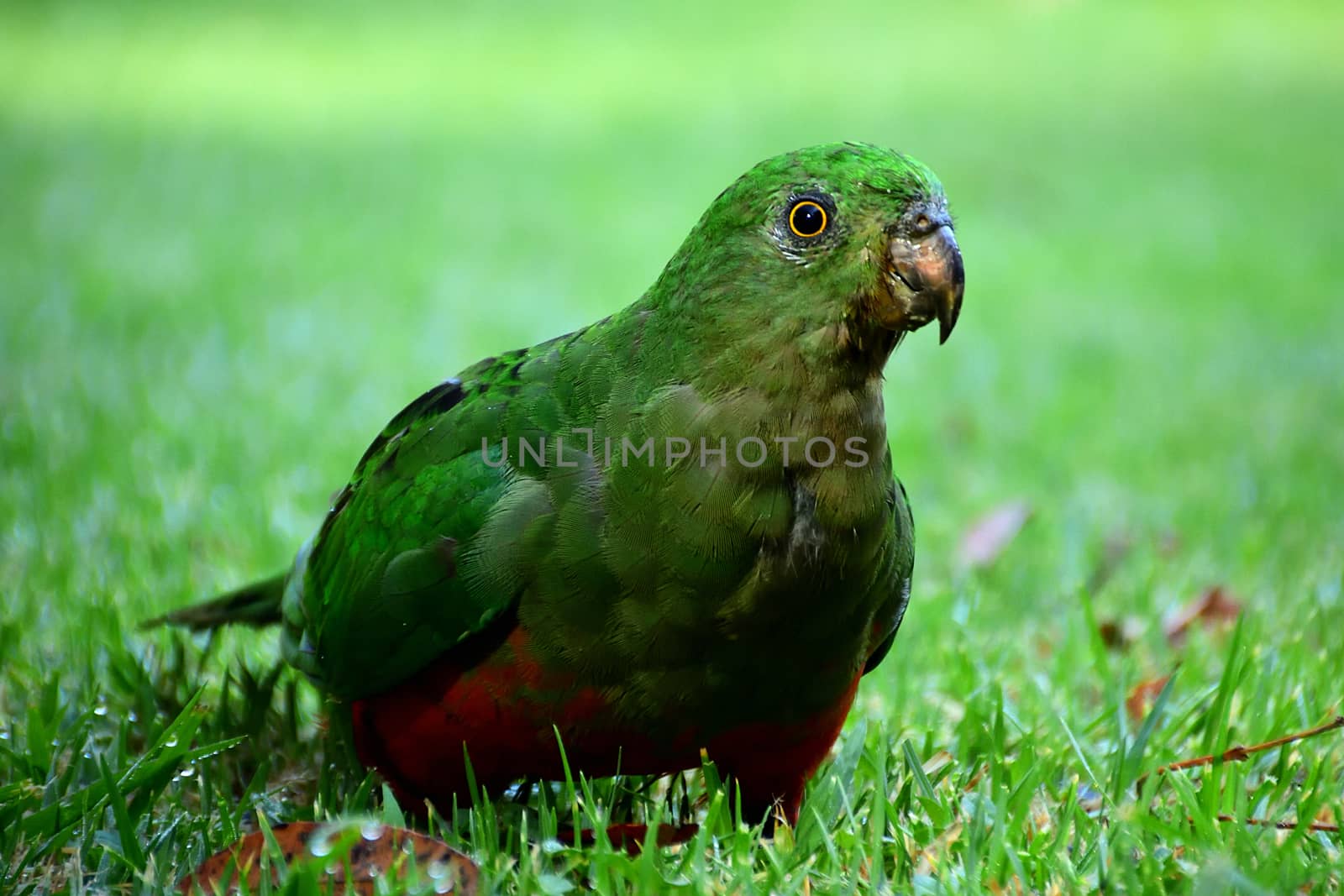 A female King Parrot standing on green grass