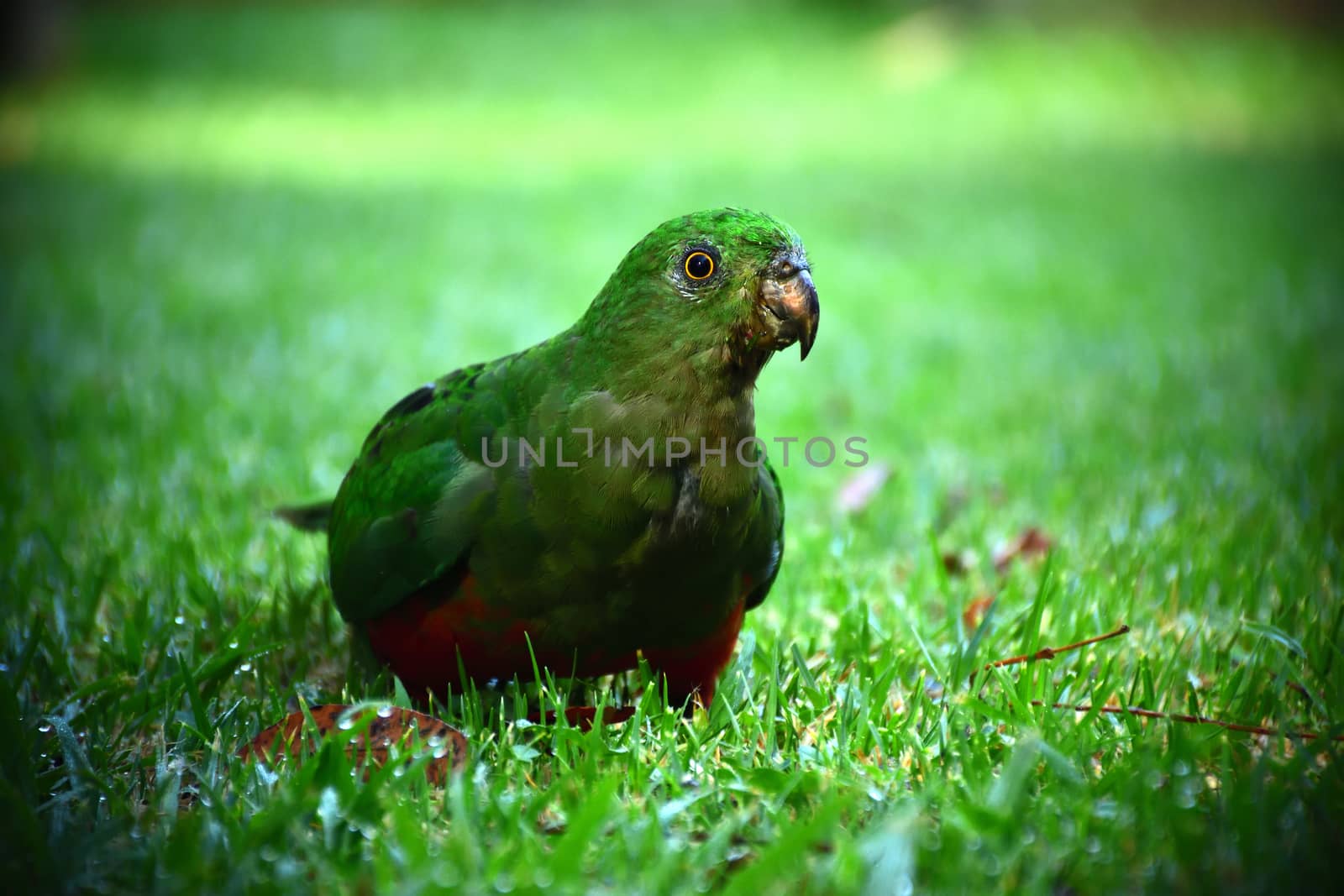 A female King Parrot standing on green grass