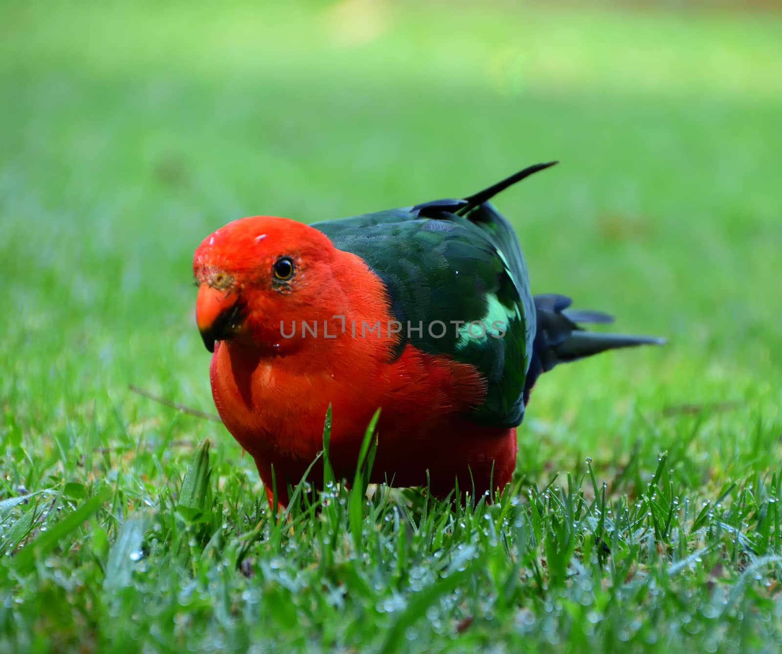 A male King Parrot standing on green grass