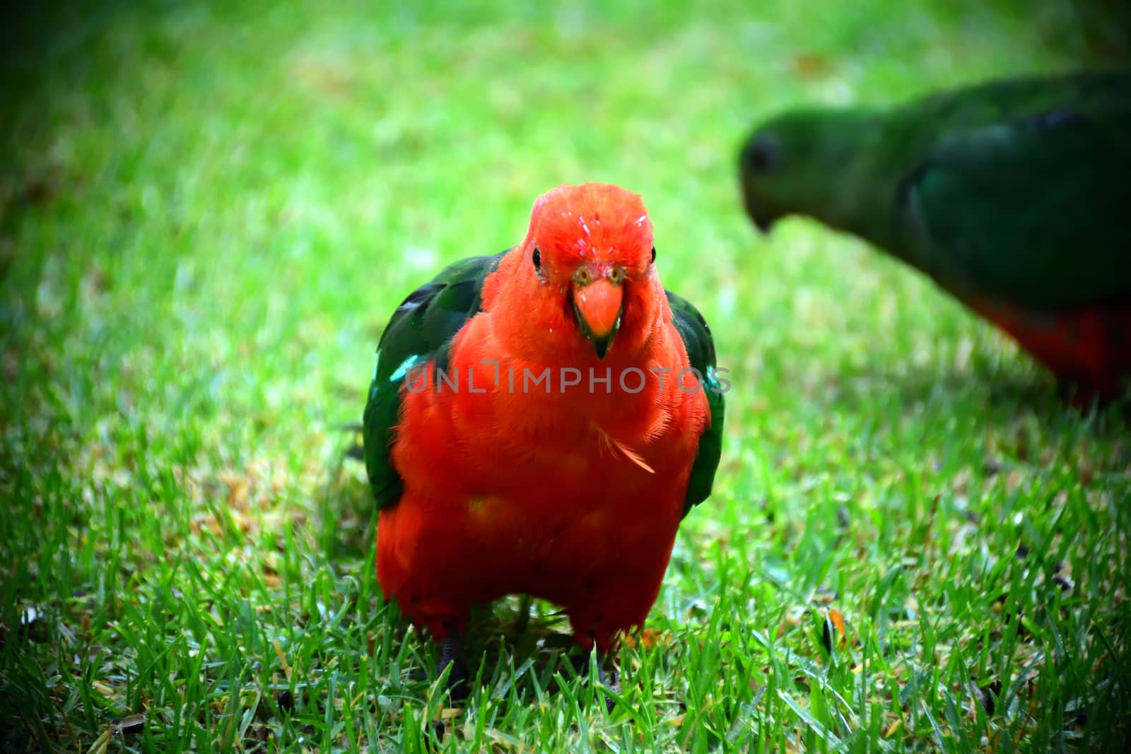 A male King Parrot standing on green grass