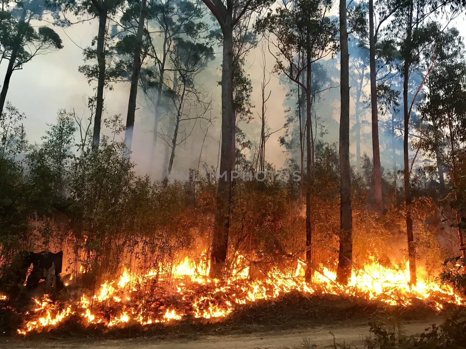 A fire burning on the South Coast of NSW