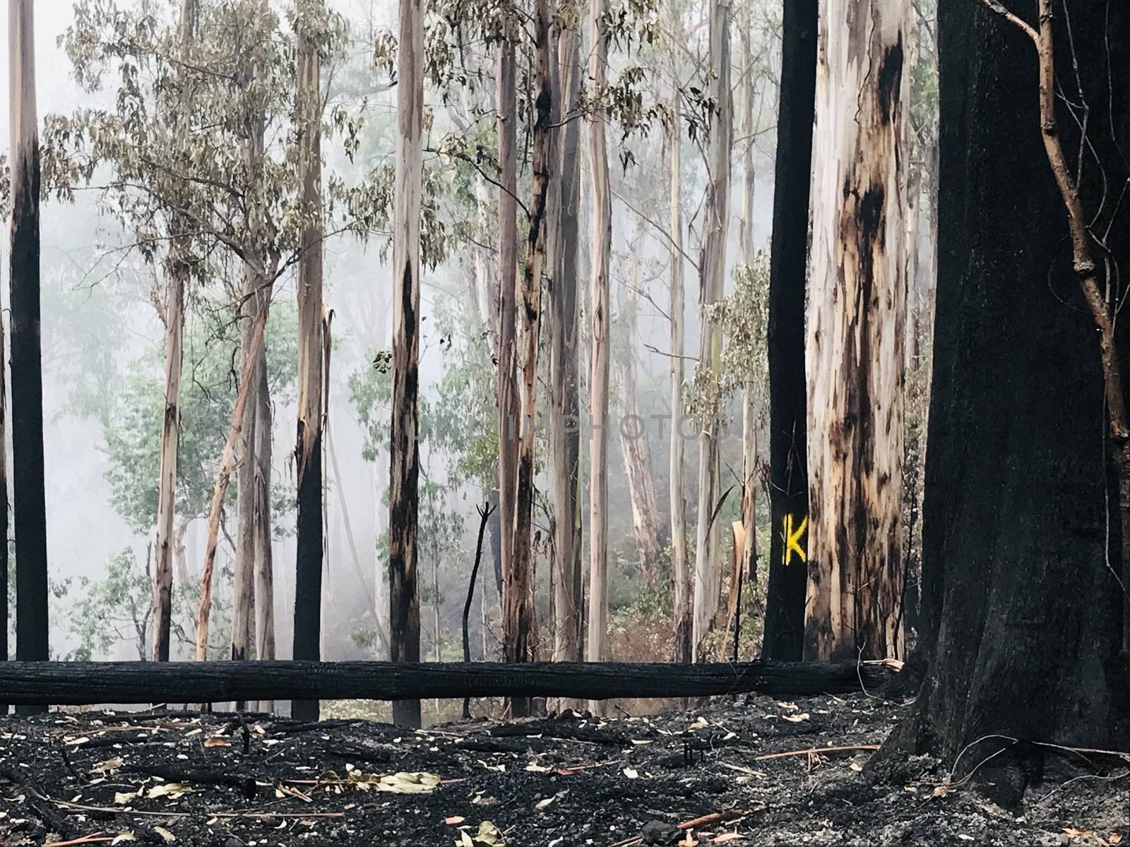 Australian outback post-bushfire with a yellow K on a tree, meaning Killer Tree - a tree that will fall imminently.