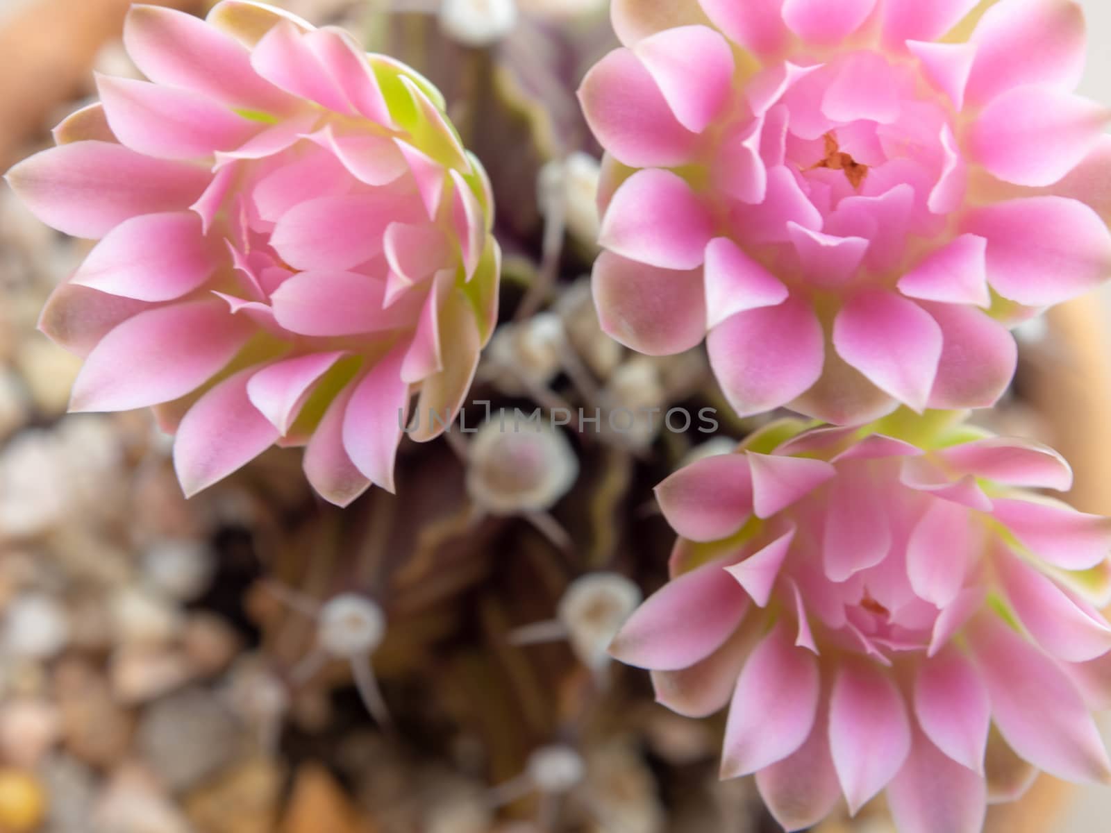 Group of Gymnocalycium Cactus flower,close-up Pink delicate peta by Satakorn
