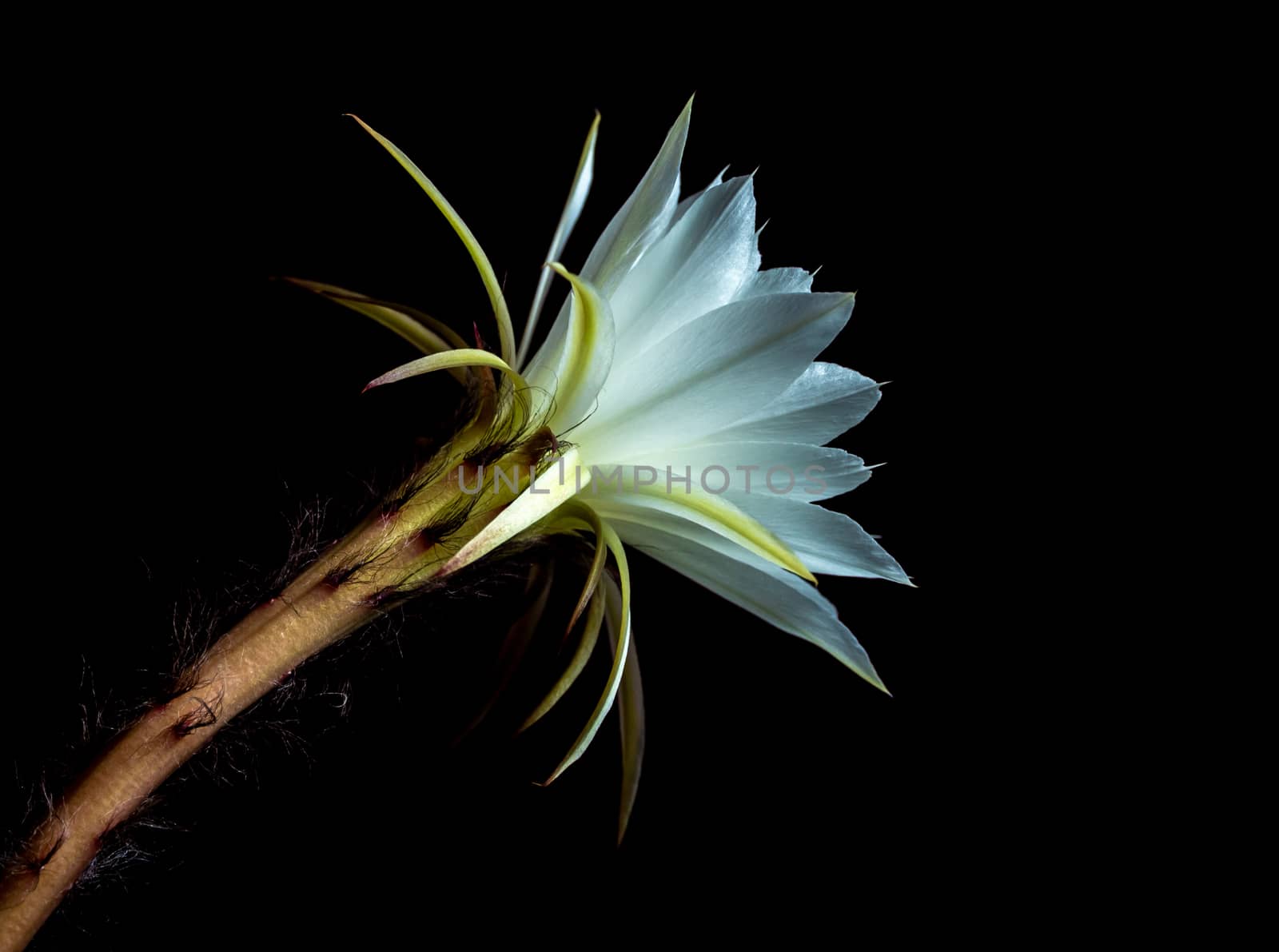 White color with fluffy hairy of Cactus flower on black backgrou by Satakorn