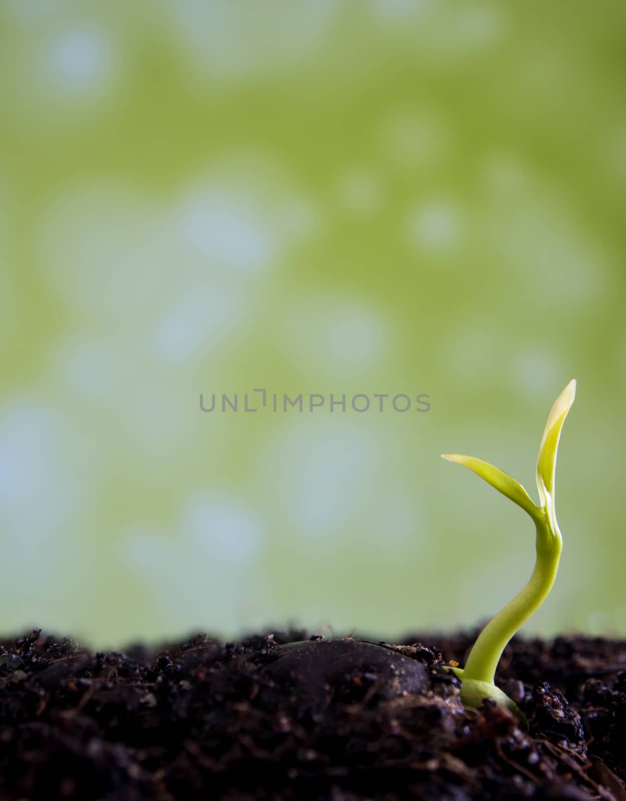 Freshness new life, leaves of young plant seeding in nature