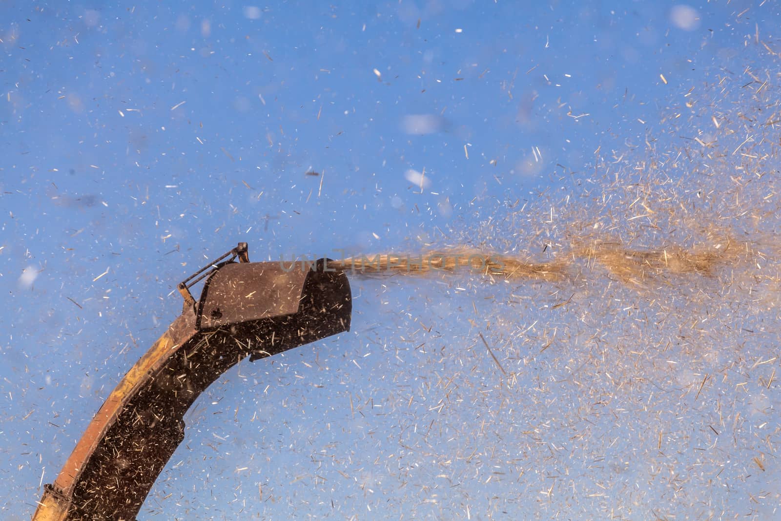 Straw flying from a harvester, Combine removes straw from the field, close-up