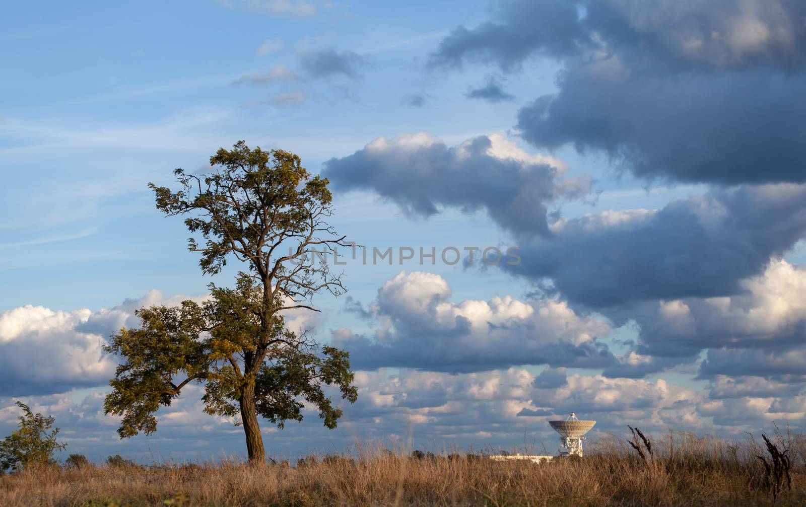 lonely tree in a field against the sky by fogen