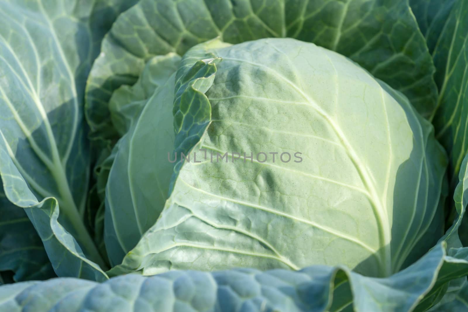 Big, ripe fresh head of cabbage, close-up by fogen