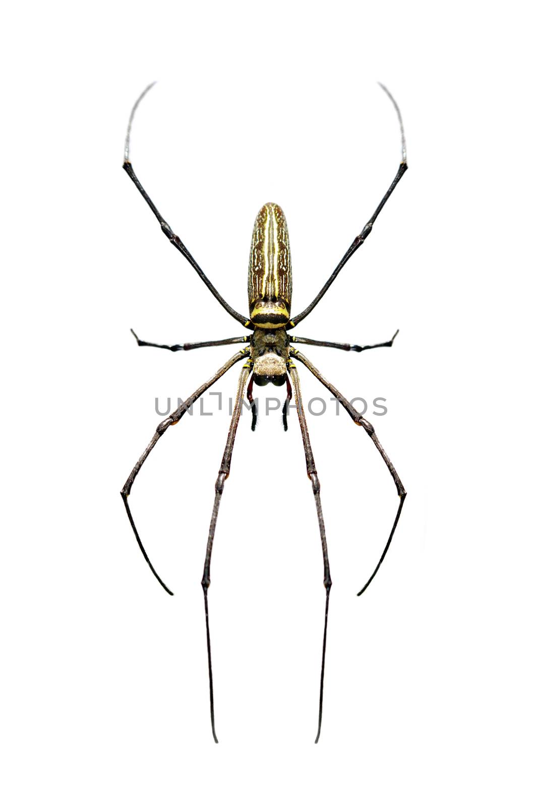Image of Golden Long-jawed Orb-weaver Spider(Nephila pilipes) is by yod67