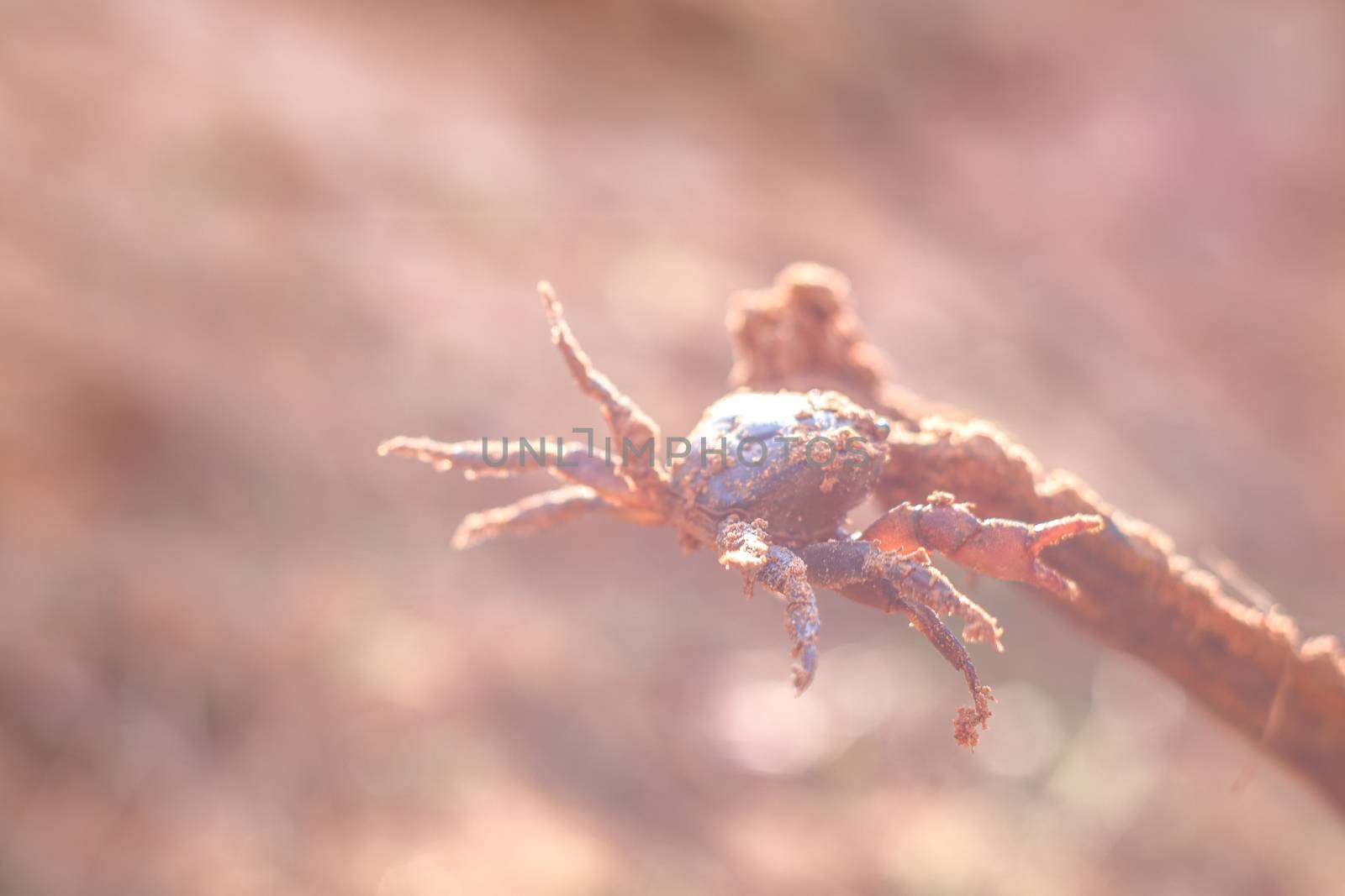 A small earth crab. Earth crab hunting