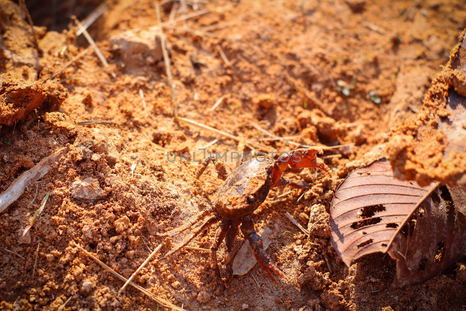 A crab in ground. Earth crab hunting