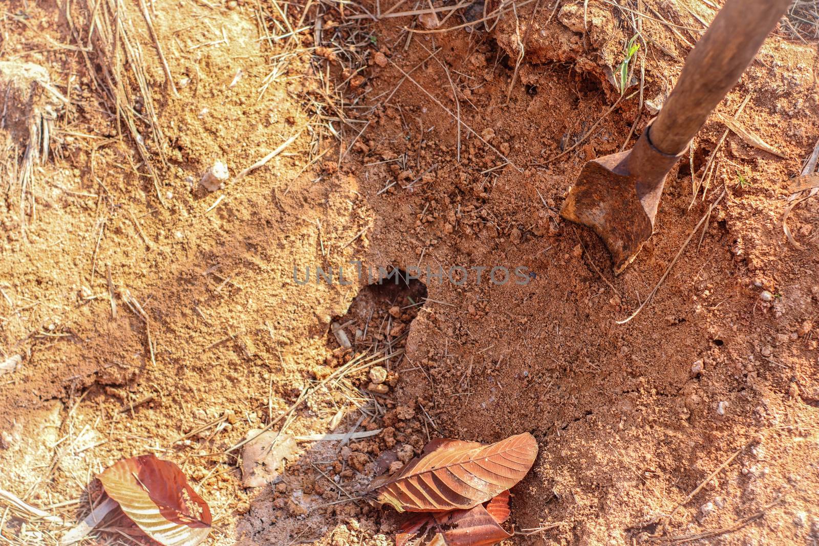 A crab's hole in ground. Earth crab hunting