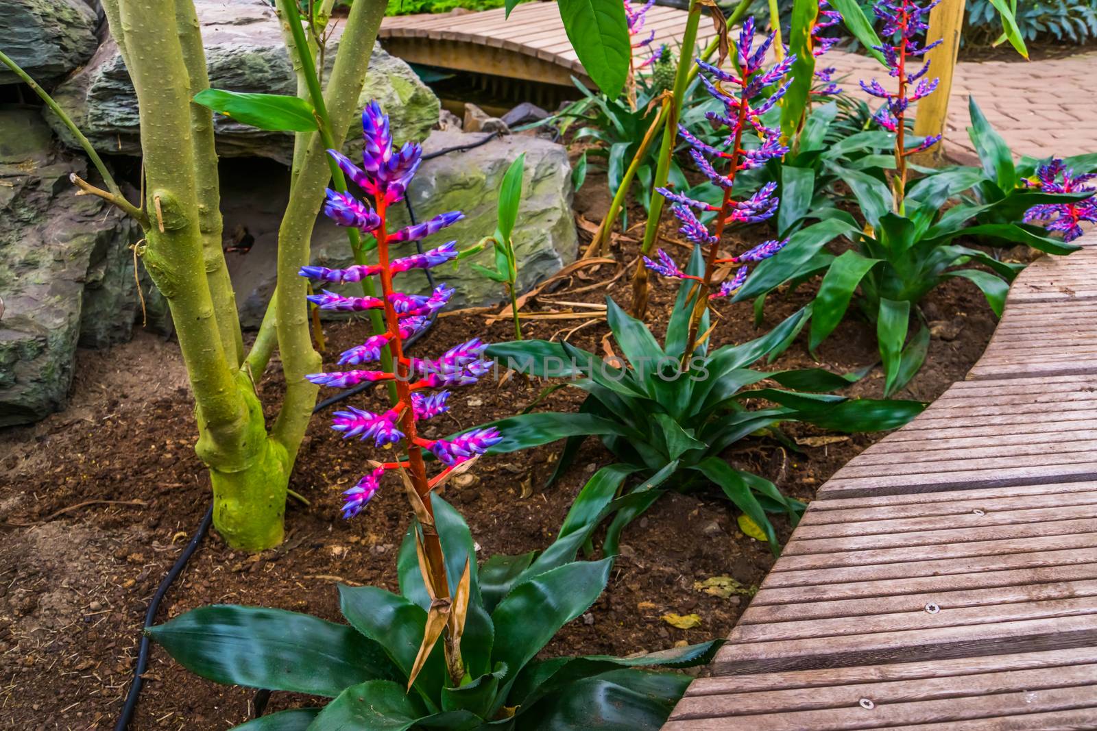 Aechmea Blue Tango plants in a tropical garden, exotic cultivar from Florida, America