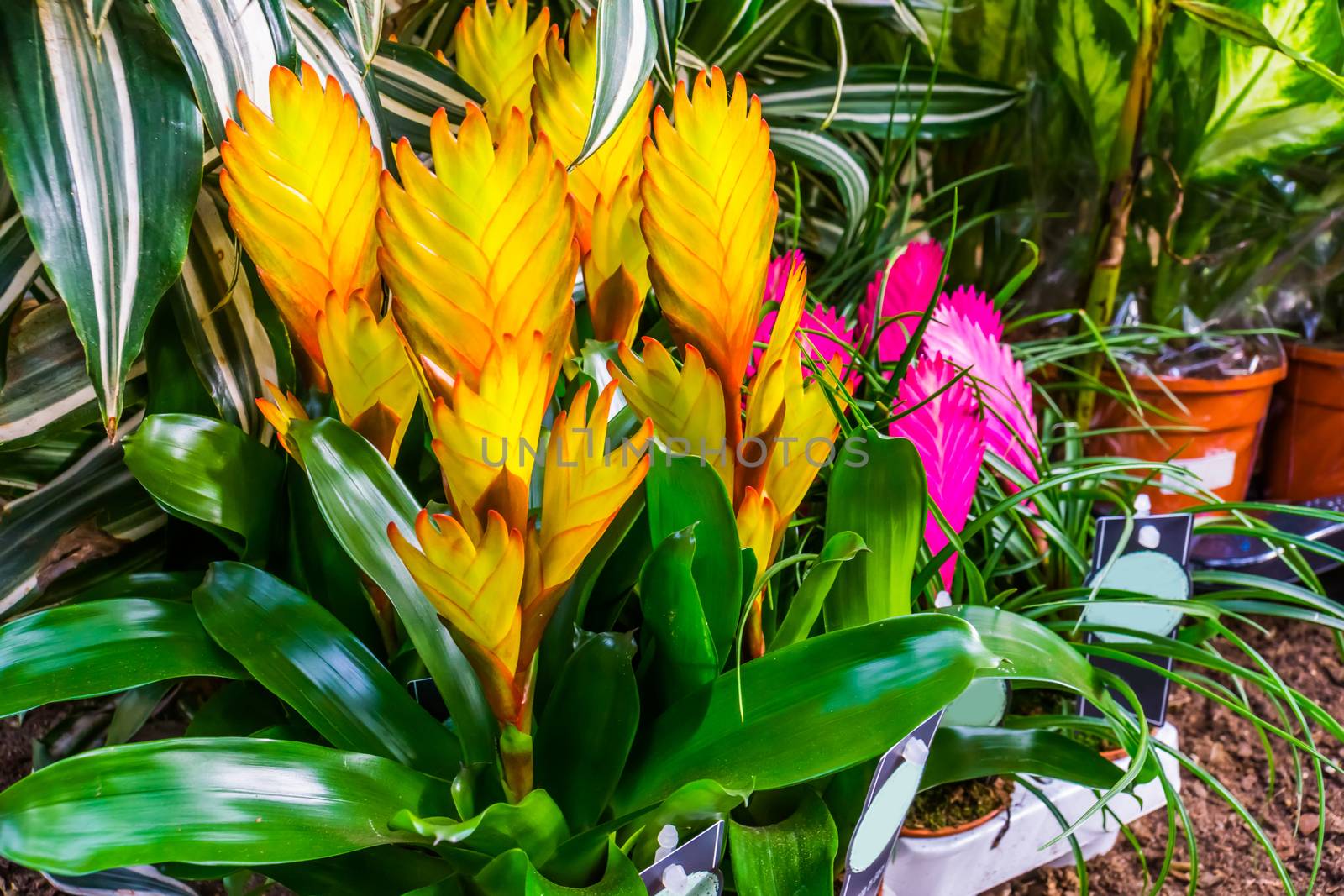 closeup of yellow Vriesea electric plants, popular plant specie in horticulture, exotic species from America by charlottebleijenberg