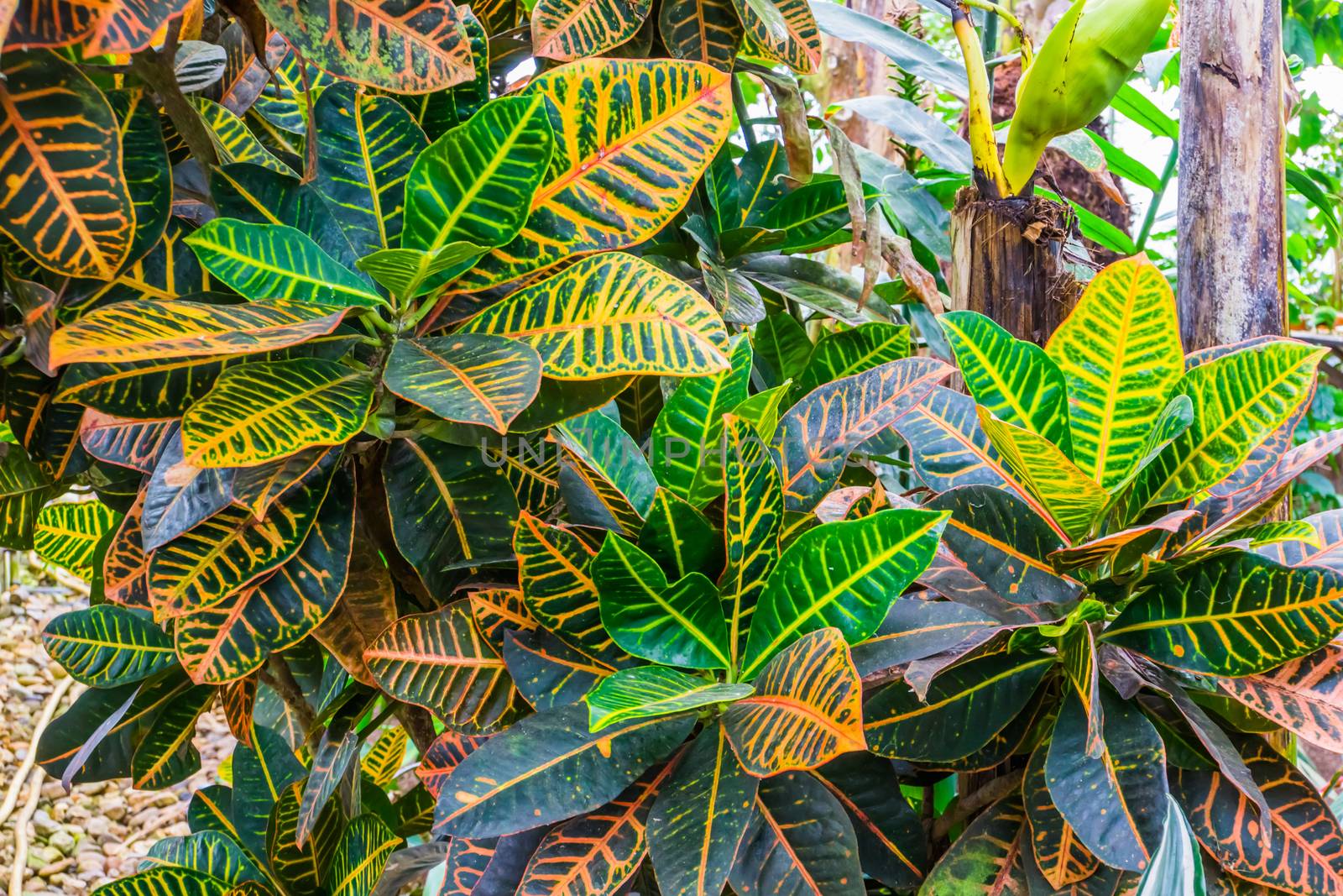 pattern of colorful leaves of a dumb cane plant, popular tropical cultivated specie from America