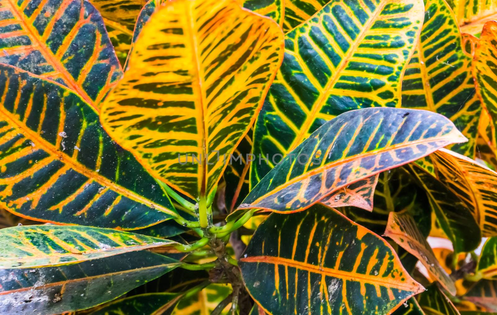 the leaves of a dumb cane plant in closeup, popular tropical cultivated specie from America by charlottebleijenberg