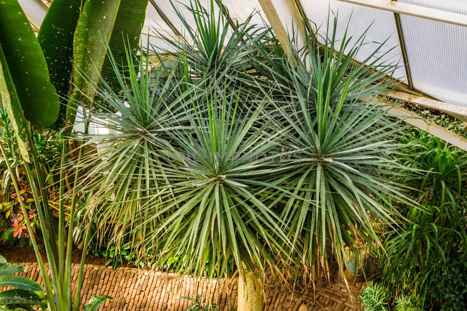 Dragon tree in a glasshouse, popular plant specie with a vulnerable status, Native to the Canary Islands by charlottebleijenberg