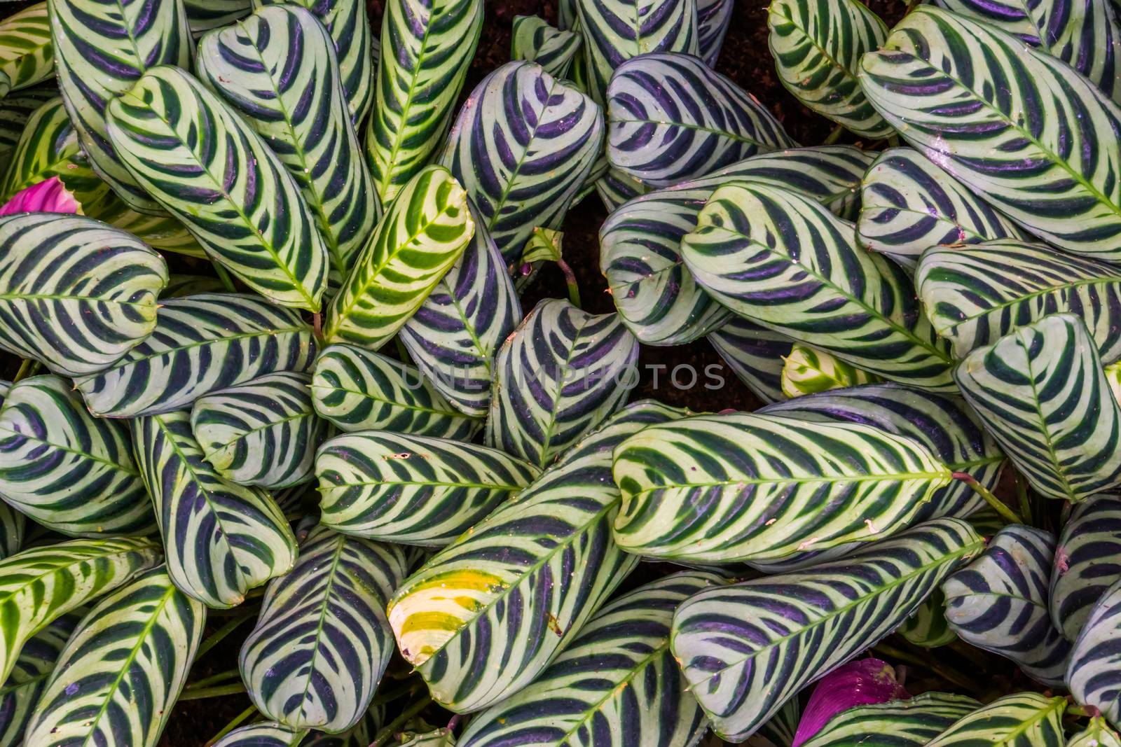 closeup of the leaves of a prayer plant, tropical ornamental plant specie form America by charlottebleijenberg