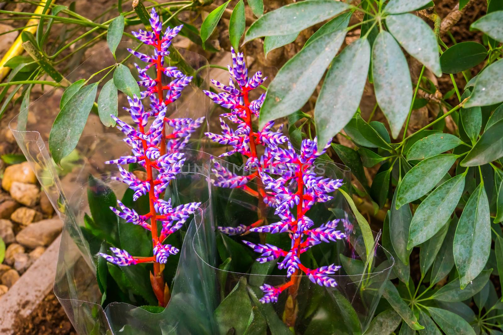 closeup of Aechmea Blue Tango plants, exotic plant cultivar from Florida, America by charlottebleijenberg