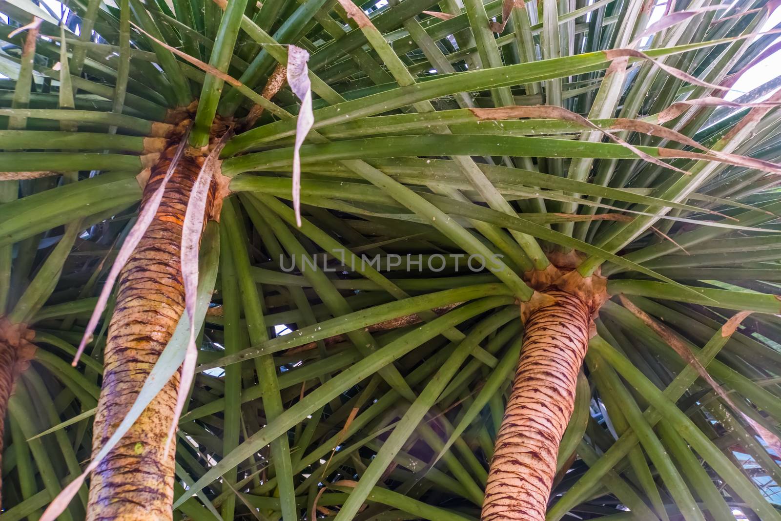 closeup of the trunks and leaves of a dragon tree, popular plant specie with a vulnerable status, Native to the Canary Islands by charlottebleijenberg