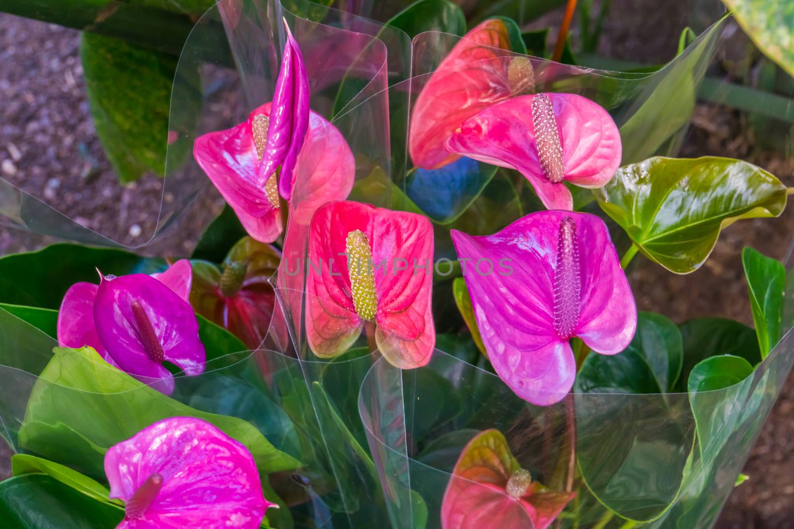 closeup of pink flamingo spadix flowers,popular houseplant, Tropical plant specie from America by charlottebleijenberg