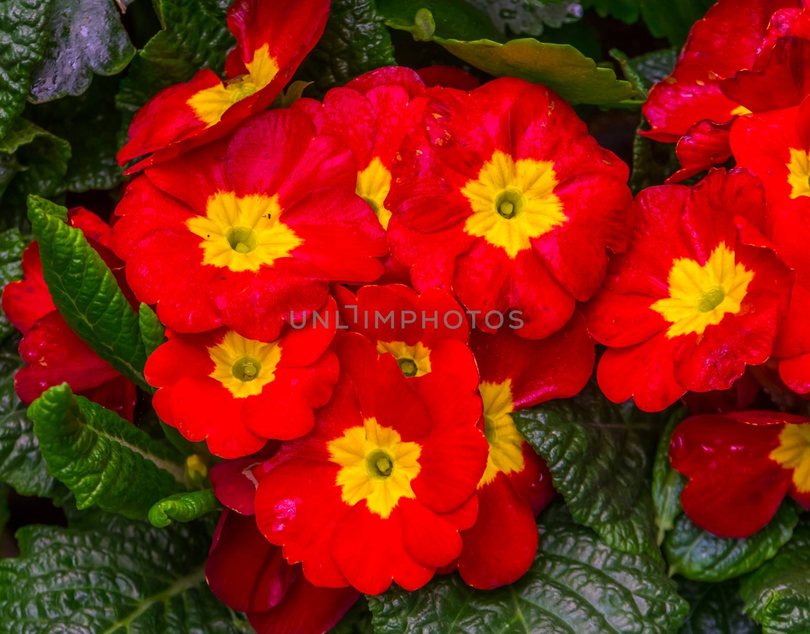 beautiful macro closeup of the flowers of a primrose, popular exotic plant specie from America