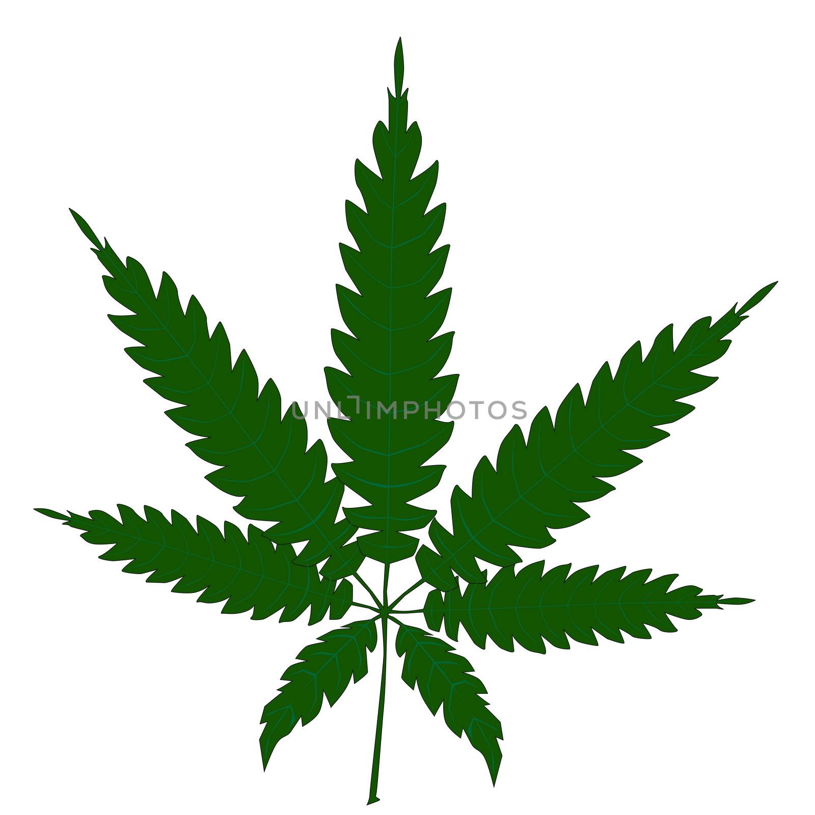 A cannabis leaf isolated over a white background.