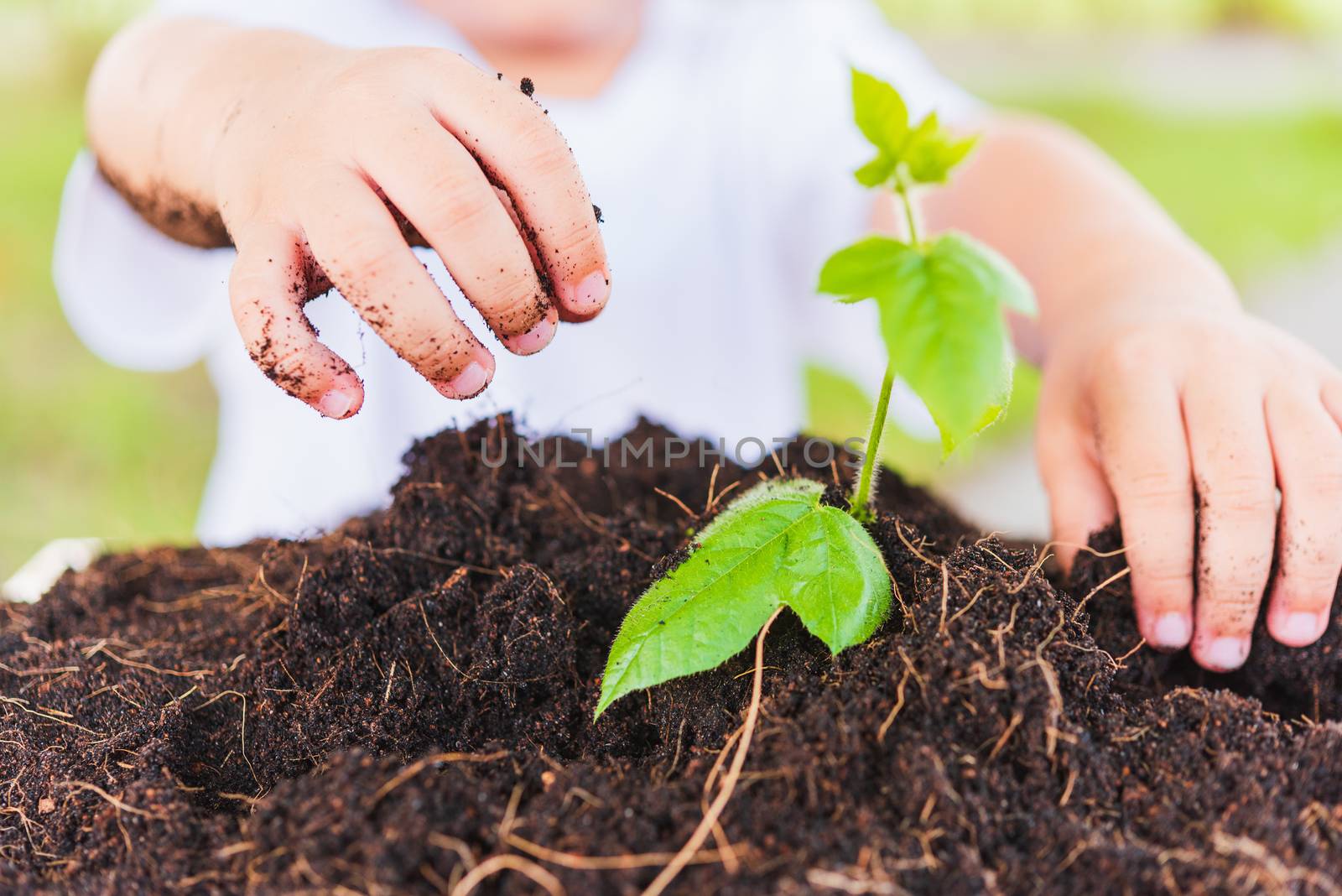 Hand of Asian cute little cheerful child boy planting young tree by Sorapop