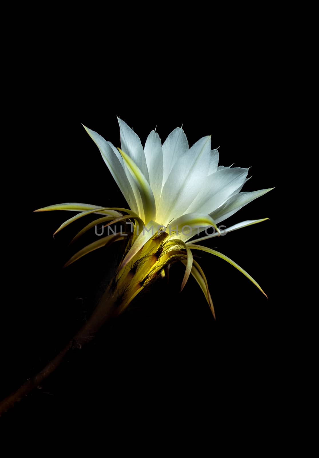 White color delicate petal with fluffy hairy of Echinopsis Cactus flower in hard light on black background