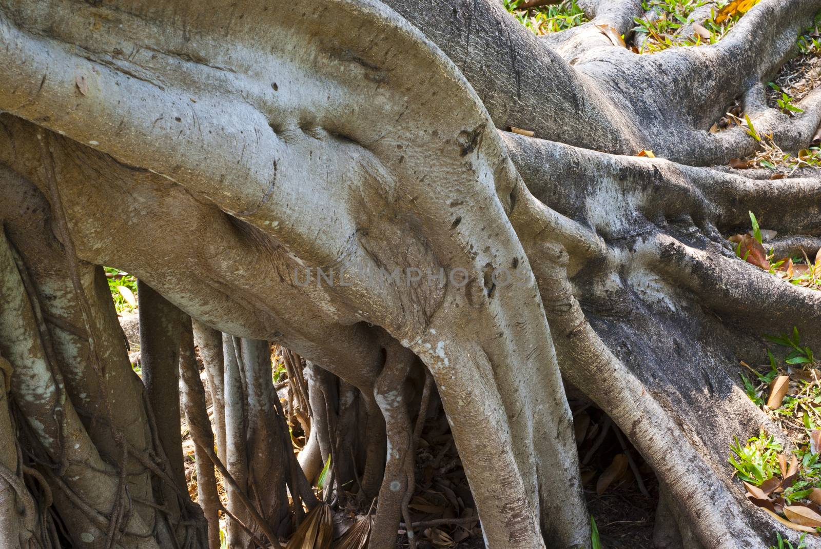 Banyan roots by Satakorn